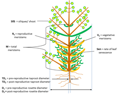 AlySchematic