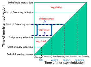 MeristemFates